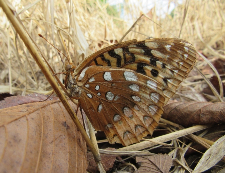 Great Spangled Fritillary